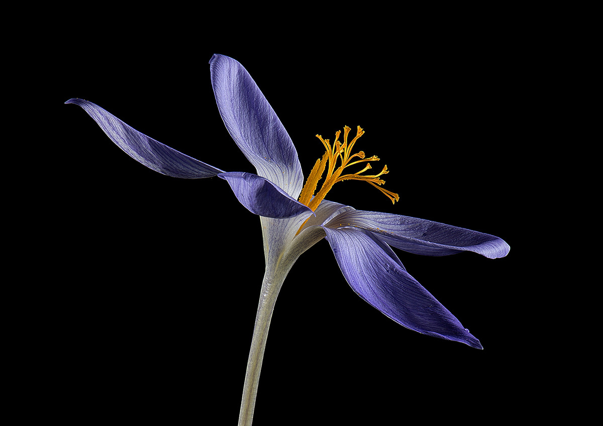 Saffron Crocus - Ann Laverock